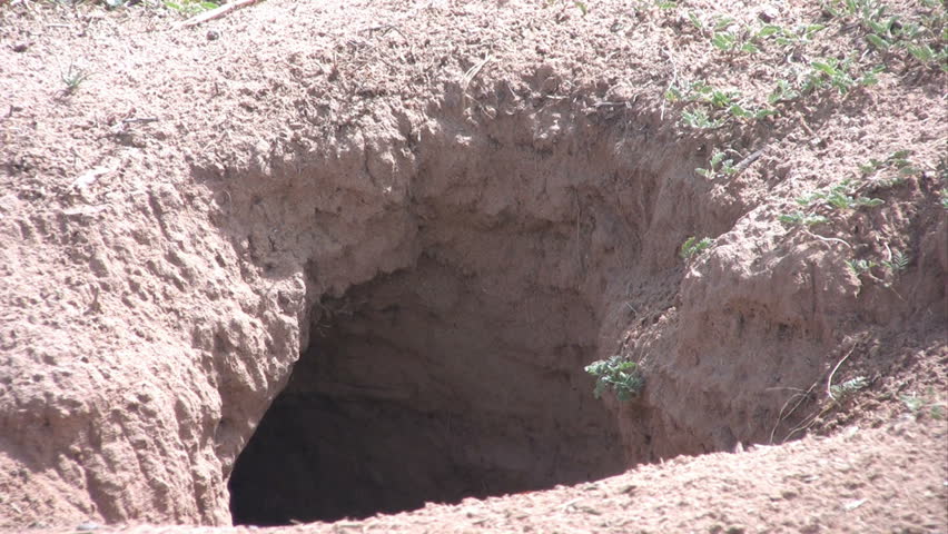 A curious Burrowing Owlet peeks out from his burrow.
