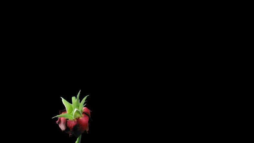 Time-lapse of dying red rose 11a isolated black time reverse 