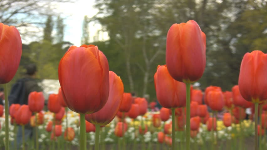 Red tulips with people walking in the background 