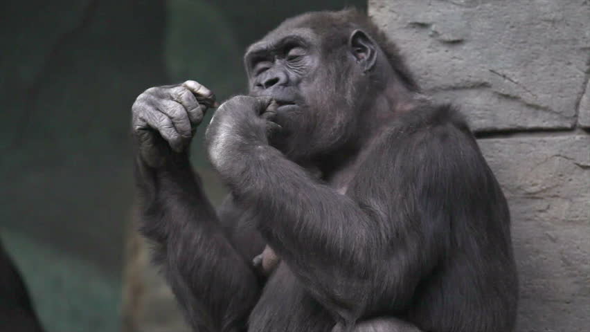 Hand Care Of An Old Gorilla Female Very Muscular Monkey With Mighty