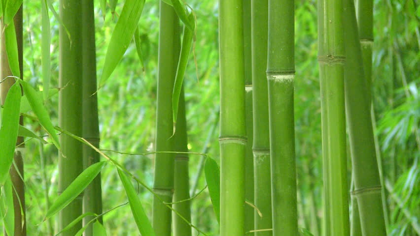 Bamboo background, HD