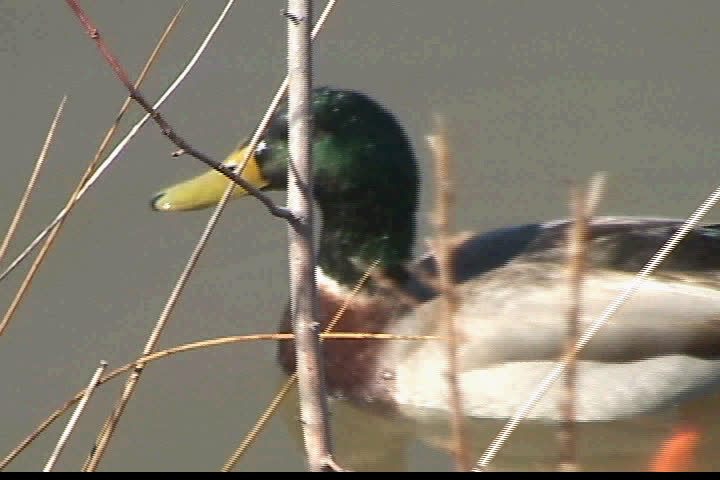 Begins with male mallard in grassy water and then includes male and female mallard swimming away. Nice detail of feet