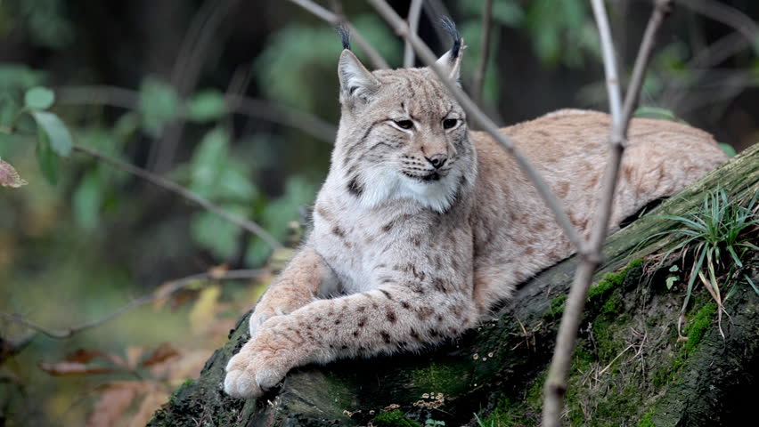 Close-up view HD footage of an Eurasian Lynx (Lynx lynx) lying and resting in a forest 