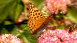 Honey gathering at a  Showy Stonecrop - Silver-washed Fritillary -  Honeybees 