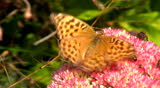 Honey gathering at a  Showy Stonecrop - Silver-washed Fritillary -  Honeybees 