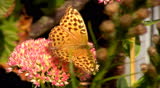 Honey gathering at a  Showy Stonecrop - Silver-washed Fritillary -  Honeybees 