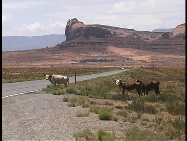 Three free range cattle on the Navajo Indian Reservation in Monument Valley, right next to the highway as cars go by.