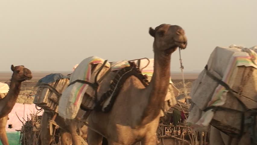 Camels, transporting salt in the ethiopian Danakil Desert,  close to  the Dalol volcano, village Ahamed Ale