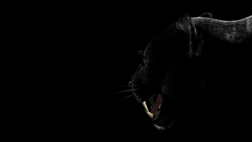 Wild grin of black panther