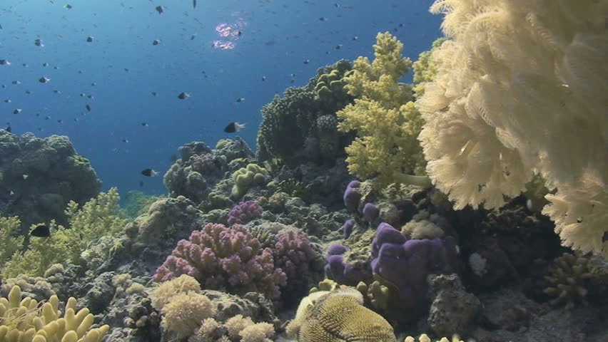 Pristine coral reef scene. Red Sea, Egypt.