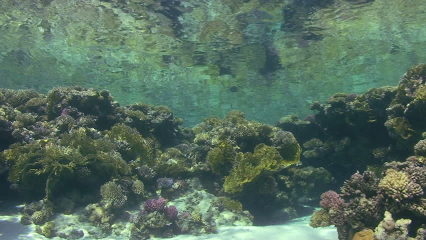 The shallows of a pristine tropical coral reef in clear water. Gordon reef, Gulf of Aquaba, Red Sea, Egypt.
