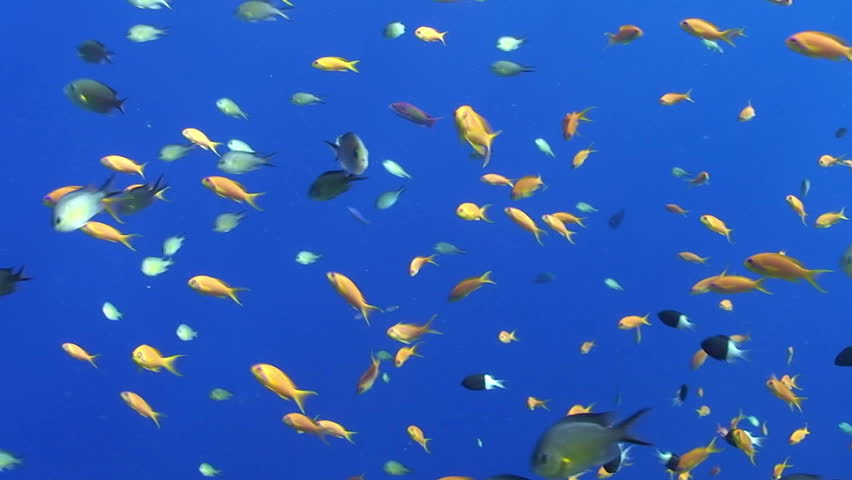 A school of Lyretail anthias (Pseudanthias squamipinnis) on a blue background. Red Sea, Egypt.