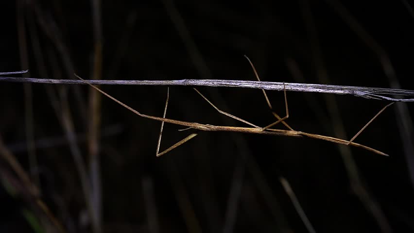 Header of Arthropoda