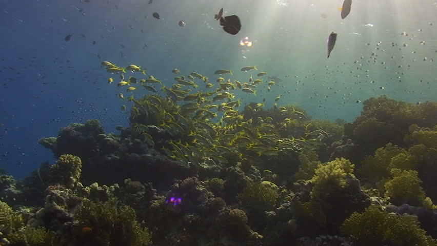 Small shoal of Yellowfin goatfish (Mulloidichthys vanicolensis) and sunrays in the background. Red Sea, Egypt.