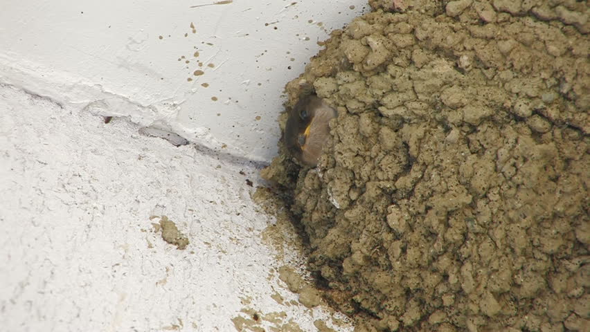 HD Swallow nestling eating dragonfly, closeup, Canon XH A1, FullHD video, 1080p, 25fps, progressive scan 