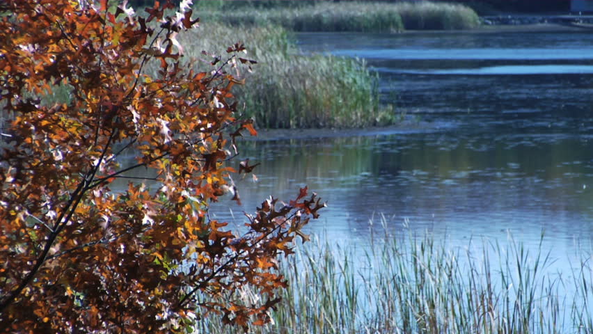 Peaceful scene of an autumn tree with red leaves blowing in the wind by a lake shore.