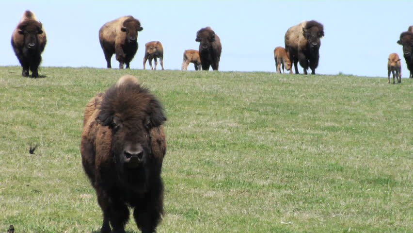 Buffalo roaming the Great Plains of the Midwest.