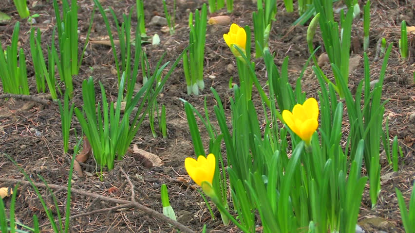 HD Sprouts of yellow tulips in spring, Canon XH A1, FullHD video, 1080p, 25fps, progressive scan 