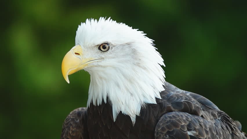 american-bald-eagle-haliaeetus-leucocephalus-is-the-national-bird-and