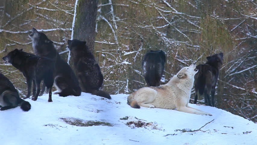 wolves
