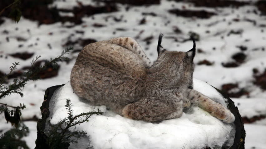 European Lynx ranges from central and northern Europe
