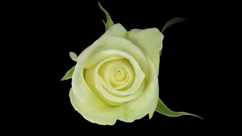 Time-lapse of opening "Bianca" rose with alpha matte 2a 