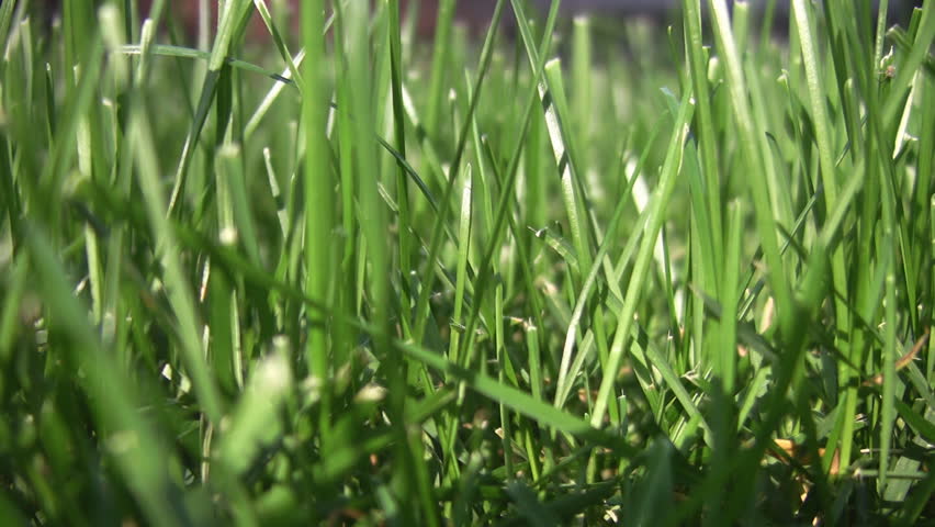 Closeup of grass. A few ants crawl around. Shallow depth of field.