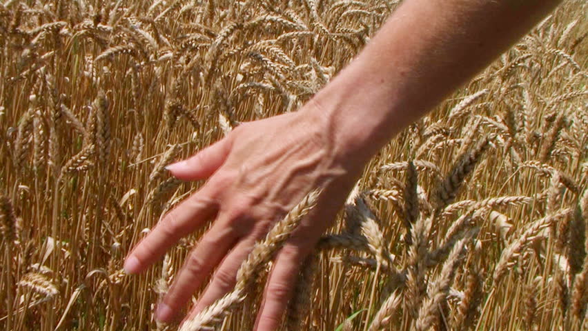 Close-up of woman's hand running through wheat field, dolly shot.