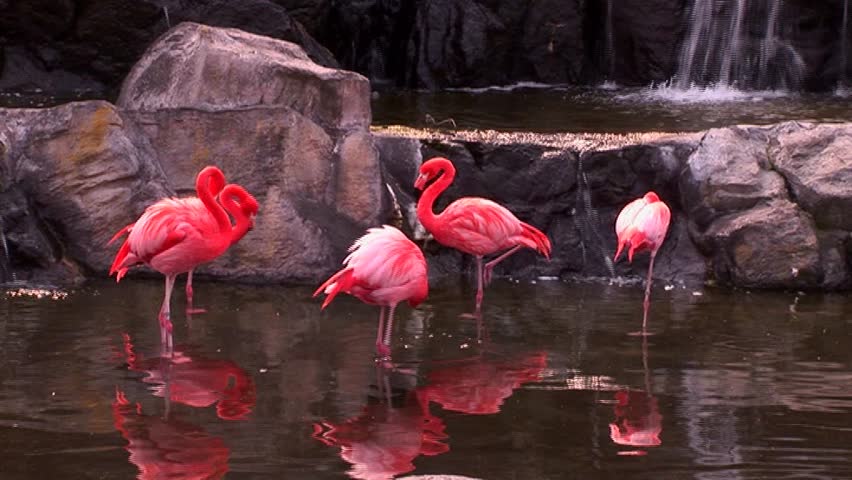 Caribbean Flamingos Bathing