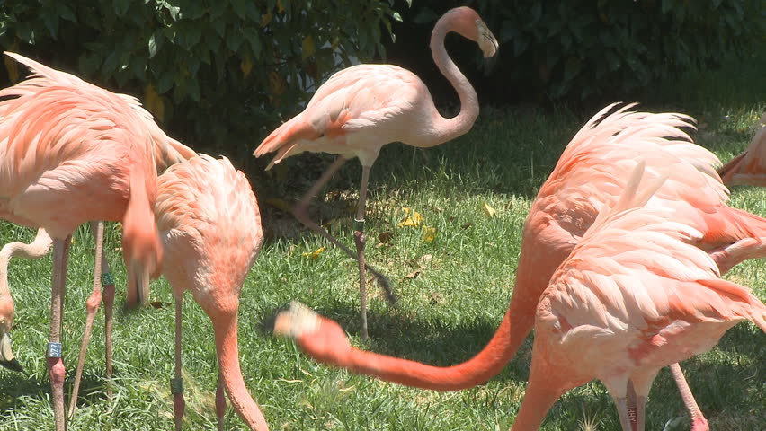 flamingos feeding and fighting