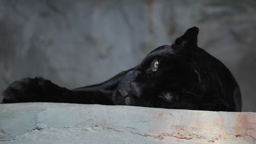 HD footage of a black panther resting after a heavy meal
