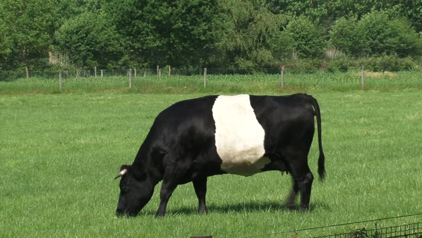 Dutch Belted Cattle, Lakenvelder - Medium Shot. A Lakenvelder Is Either