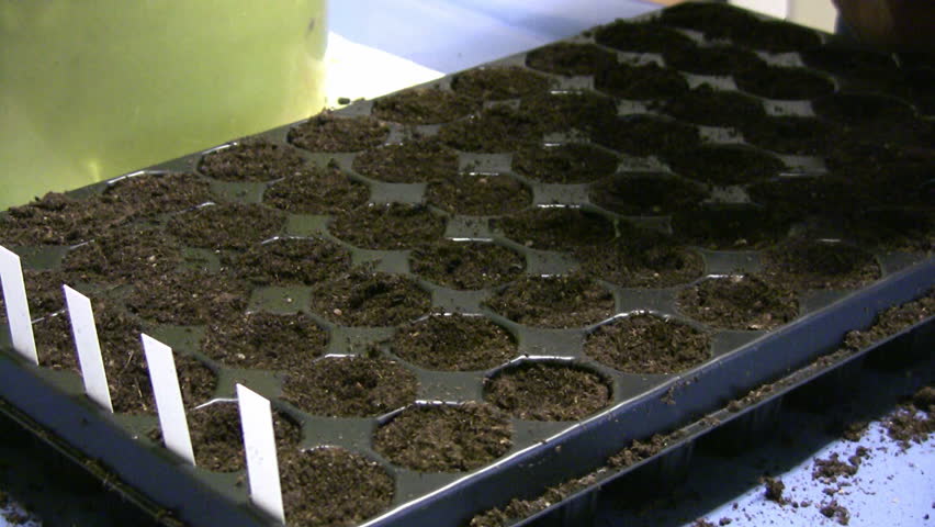 sowing