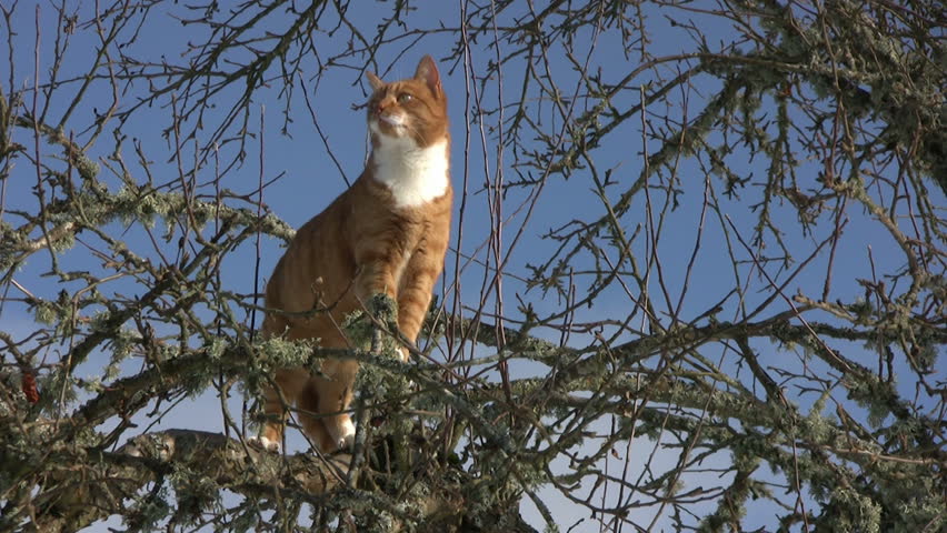 Cat in a tree