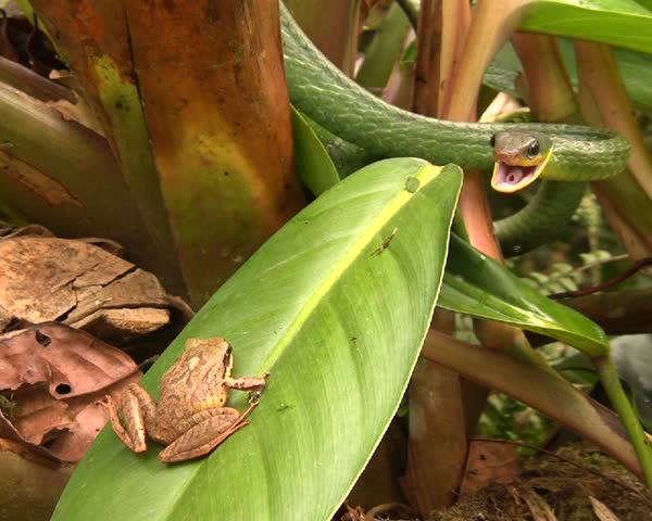 Cloudforest whipsnake (Chironius monticola) looking at a frog