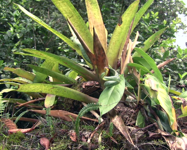 Cloudforest whipsnake (Chironius monticola) 