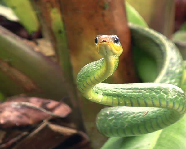 Cloudforest whipsnake (Chironius monticola) 