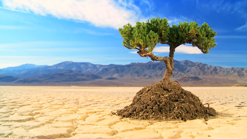 Concept Climate Change Shot Of Green Tree Growing In Arid Desert