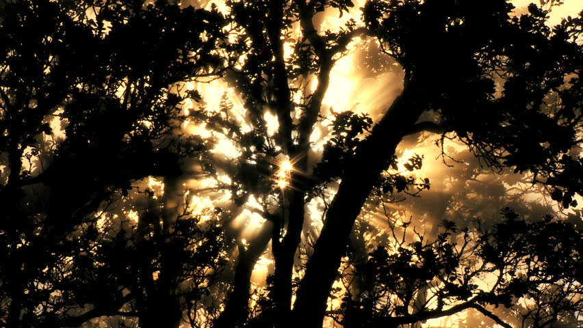 Symbolic shot of healthy tree absorbing carbon dioxide from volcanic steam before producing oxygen
