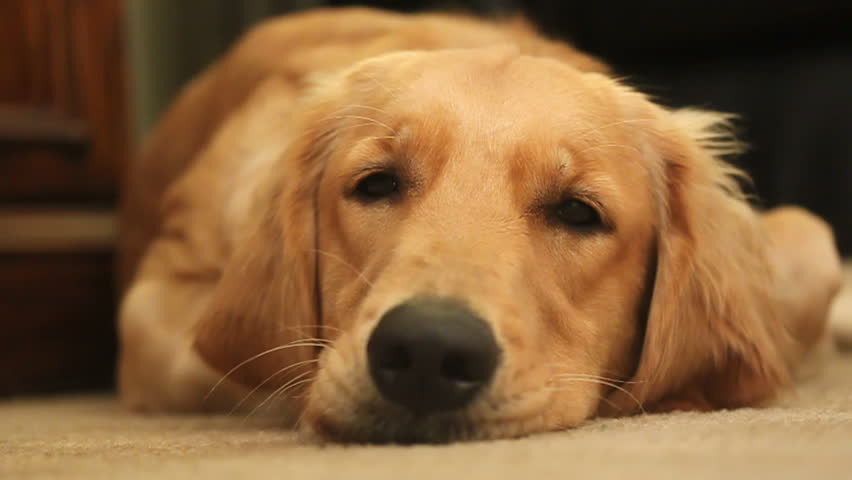 close up shot of a tired and sleepy golden retriever trying to doze off HD