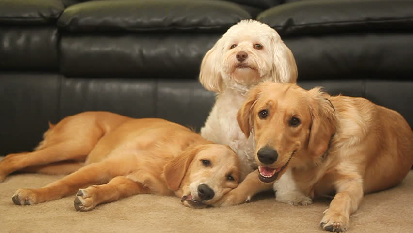 two golden retrievers and a white tibetan terrier sit calmly on a carpet floor HD