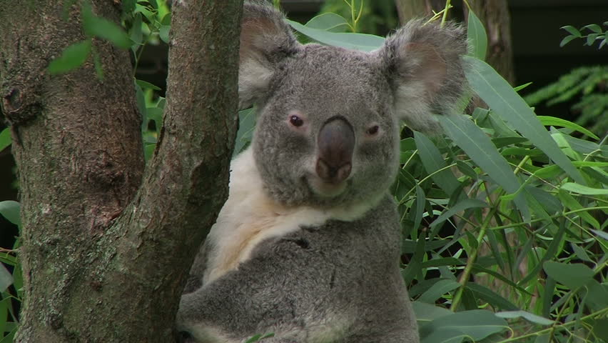 Adult koala bear turning head and looking around while perched on tree. 