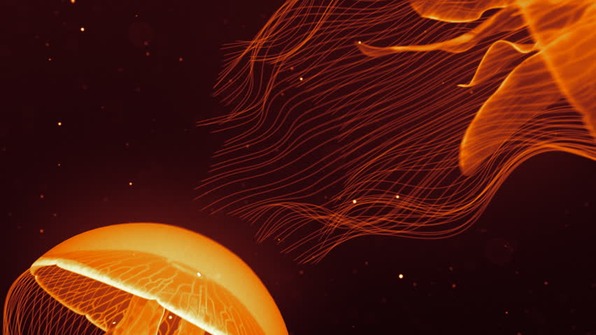 Jellyfish Nightlights Orange.