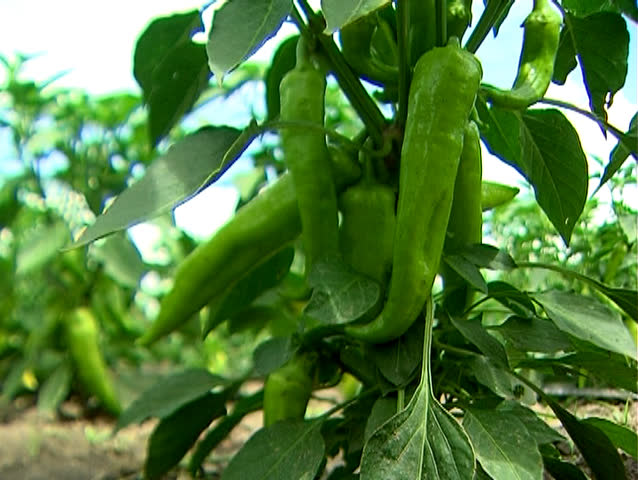 Healthy fruits of green hot peppers in the field