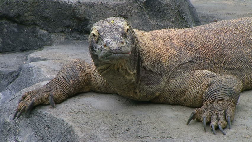 Komodo dragon, largest living species of lizard, looking around while laying on rock. 
