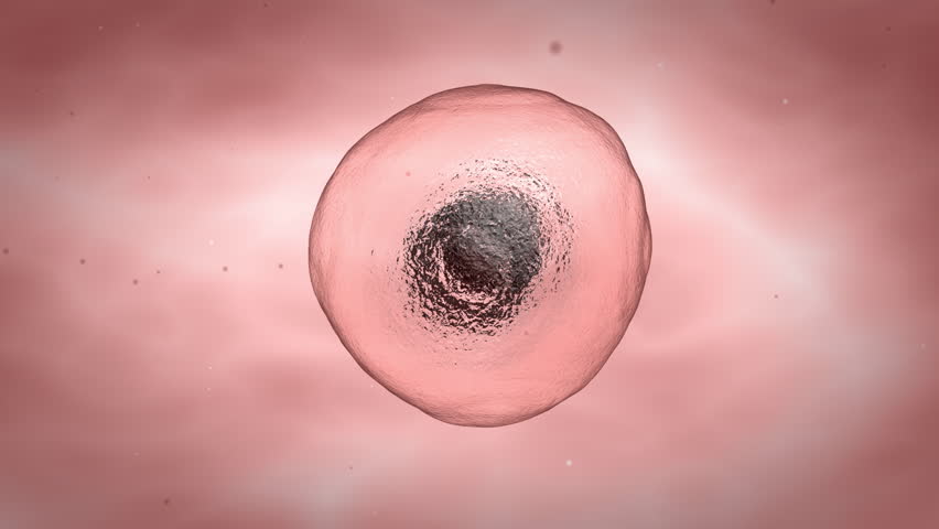 Cell multiplication
