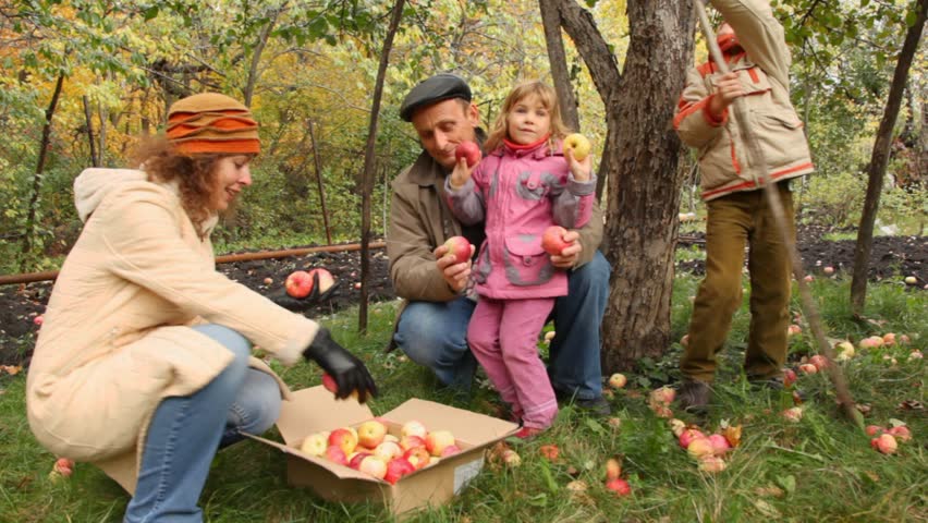 family from grandfather, mother, son and daughter collects apples under apple-tree in cardboard box 