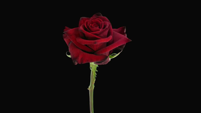 Time-lapse of dying "Happy Hour" rose alpha matte 5 