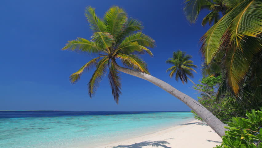 two perfect palmtrees on a lonely beach with calm lagoon 