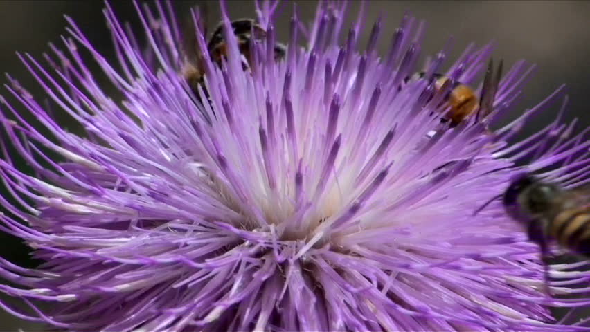 Bees crawl on, pollinate purple thistle blooming in spring.